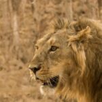 gujarat’s-deesa-to-get-₹542-cr-zoo,-desert-themed-night-safari:-official