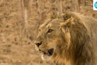 gujarat’s-deesa-to-get-₹542-cr-zoo,-desert-themed-night-safari:-official