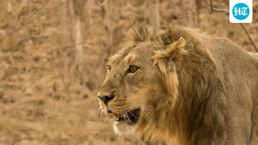 gujarat’s-deesa-to-get-₹542-cr-zoo,-desert-themed-night-safari:-official