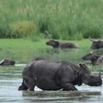 kaziranga-eco-sensitive-zone-to-be-cut-from-10km-to-1km-as-per-sc-guidelines:-assam-cm