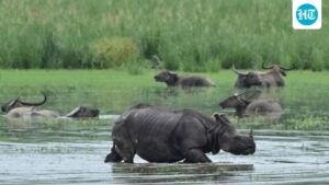 kaziranga-eco-sensitive-zone-to-be-cut-from-10km-to-1km-as-per-sc-guidelines:-assam-cm