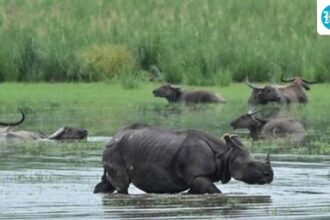 kaziranga-eco-sensitive-zone-to-be-cut-from-10km-to-1km-as-per-sc-guidelines:-assam-cm