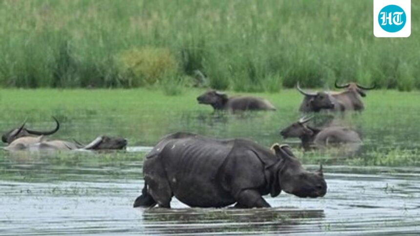 kaziranga-eco-sensitive-zone-to-be-cut-from-10km-to-1km-as-per-sc-guidelines:-assam-cm
