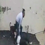video-shows-pitbull-attacking-couple-on-house-hunt-in-patiala;-woman-undergoes-surgery