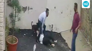 video-shows-pitbull-attacking-couple-on-house-hunt-in-patiala;-woman-undergoes-surgery