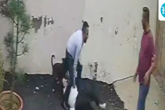 video-shows-pitbull-attacking-couple-on-house-hunt-in-patiala;-woman-undergoes-surgery