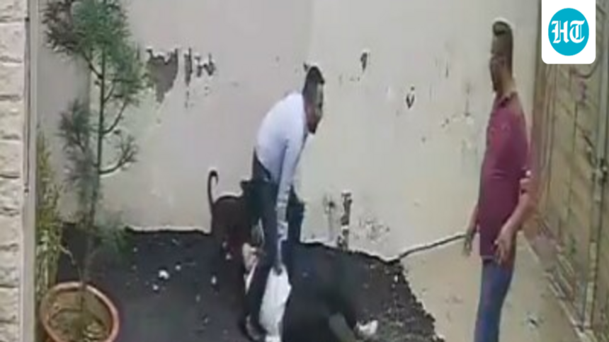 video-shows-pitbull-attacking-couple-on-house-hunt-in-patiala;-woman-undergoes-surgery