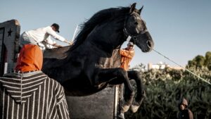ny-film-festival-sets-currents-lineup-led-by-‘bardi’-world-premiere