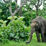 human-elephant-conflict-logs-more-deaths-in-southern-india