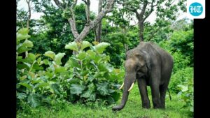 human-elephant-conflict-logs-more-deaths-in-southern-india