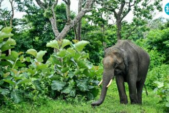 human-elephant-conflict-logs-more-deaths-in-southern-india