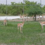 20-blackbucks-released-in-gujarat’s-banni-grasslands-on-independence-day