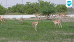 20-blackbucks-released-in-gujarat’s-banni-grasslands-on-independence-day