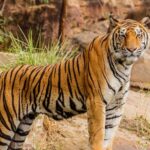 bihar-tiger-attack:-farmer-killed-near-valmiki-reserve,-mob-assaults-forest-staff