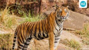 bihar-tiger-attack:-farmer-killed-near-valmiki-reserve,-mob-assaults-forest-staff
