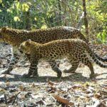 madhya-pradesh:-investigators-say-ngo-helped-poach-leopards-to-raise-funds