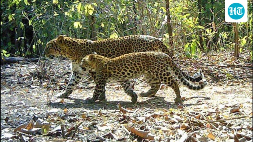 madhya-pradesh:-investigators-say-ngo-helped-poach-leopards-to-raise-funds