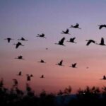 study-maps-60,000-sq-km-high-density-corridor-in-india-for-endangered-lesser-florican