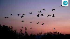 study-maps-60,000-sq-km-high-density-corridor-in-india-for-endangered-lesser-florican