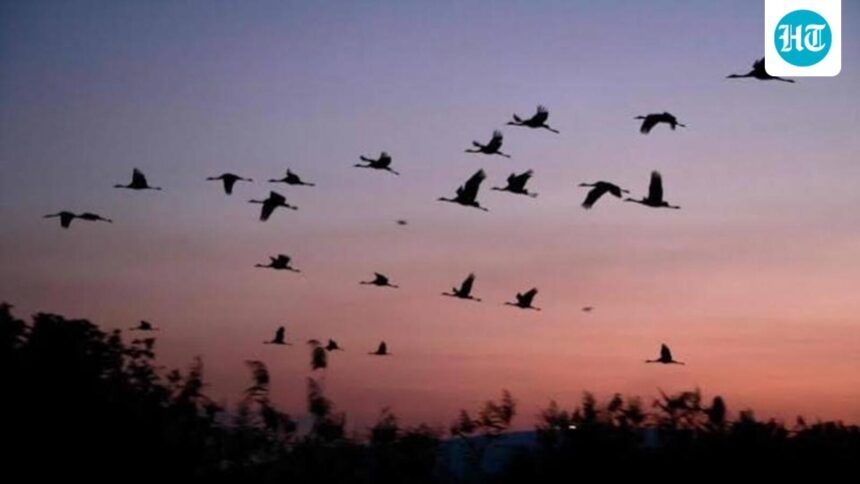 study-maps-60,000-sq-km-high-density-corridor-in-india-for-endangered-lesser-florican