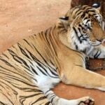 5-year-old-indian-girl-battles-life-threatening-sepsis-after-tiger-scratch-in-pattaya-during-‘photo-ops’