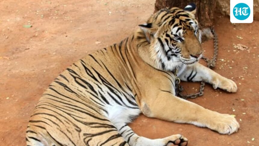 5-year-old-indian-girl-battles-life-threatening-sepsis-after-tiger-scratch-in-pattaya-during-‘photo-ops’
