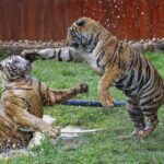 chhattisgarh-forest-dept-seeks-cbi-probe-into-tiger-poaching-involving-maha-cops