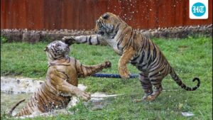 chhattisgarh-forest-dept-seeks-cbi-probe-into-tiger-poaching-involving-maha-cops