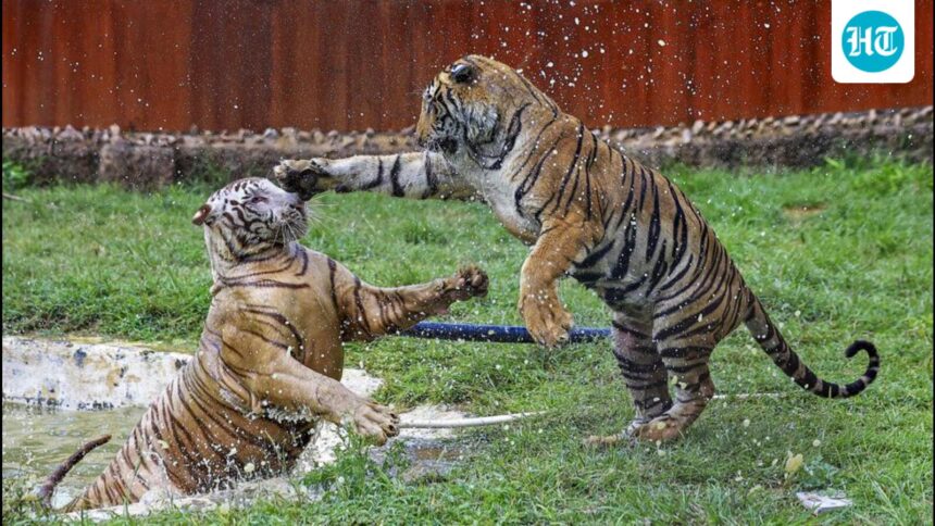 chhattisgarh-forest-dept-seeks-cbi-probe-into-tiger-poaching-involving-maha-cops