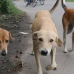 stray-dog-menace-forces-4-day-closure-of-10-schools-in-chamoli’s-narayanbagar