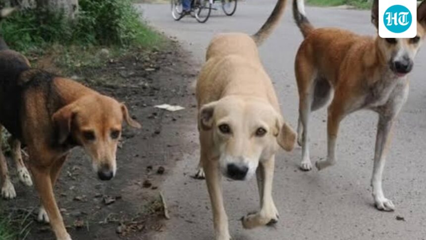 stray-dog-menace-forces-4-day-closure-of-10-schools-in-chamoli’s-narayanbagar