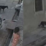 stray-dog-attacks,-bites-5-year-old-girl-in-rajasthan’s-kota;-incident-caught-on-cam