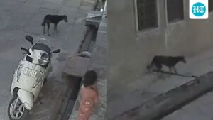 stray-dog-attacks,-bites-5-year-old-girl-in-rajasthan’s-kota;-incident-caught-on-cam