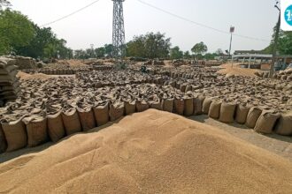 wheat-export-ban-lifted,-but-high-prices-may-limit-shipments