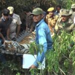 injured-tiger-rescued-from-uttarakhand’s-terai-west-forest-dies-during-treatment