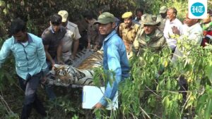 injured-tiger-rescued-from-uttarakhand’s-terai-west-forest-dies-during-treatment