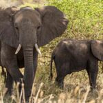 supreme-court-seeks-dna-profiling,-welfare-of-captive-elephants