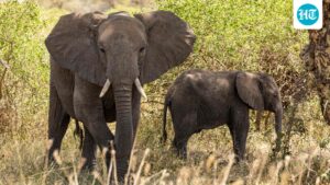 supreme-court-seeks-dna-profiling,-welfare-of-captive-elephants