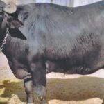 two-owners,-one-buffalo-and-a-dna-test:-bihar-cops-face-a-unique-dispute