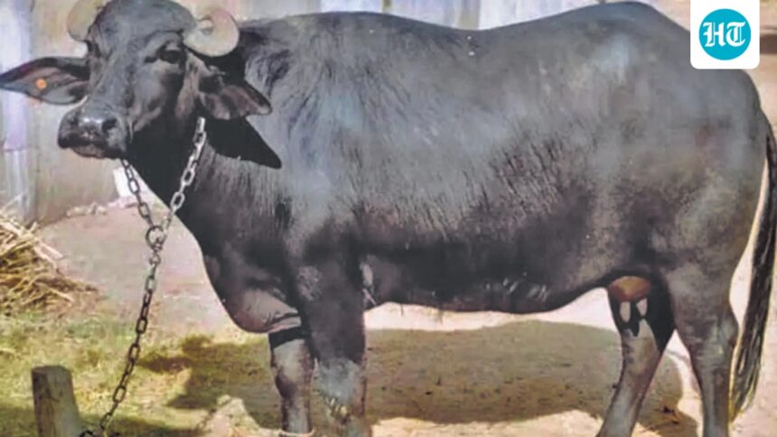 two-owners,-one-buffalo-and-a-dna-test:-bihar-cops-face-a-unique-dispute