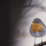 oldenburg-fest-to-open-with-wordless-elbe-island-doc-‘strange-neighbors’