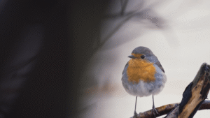 oldenburg-fest-to-open-with-wordless-elbe-island-doc-‘strange-neighbors’