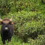 keralam-gaur-kills-man,-relative-dies-in-shock;-people-refuse-to-cremate-bodies-seeking-assurance
