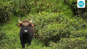 keralam-gaur-kills-man,-relative-dies-in-shock;-people-refuse-to-cremate-bodies-seeking-assurance