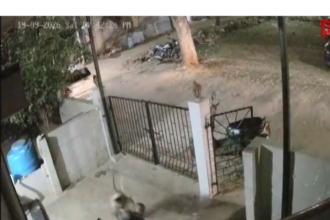 91-year-old-woman-dies-after-monkey-attack-outside-home-in-karnataka’s-koppal