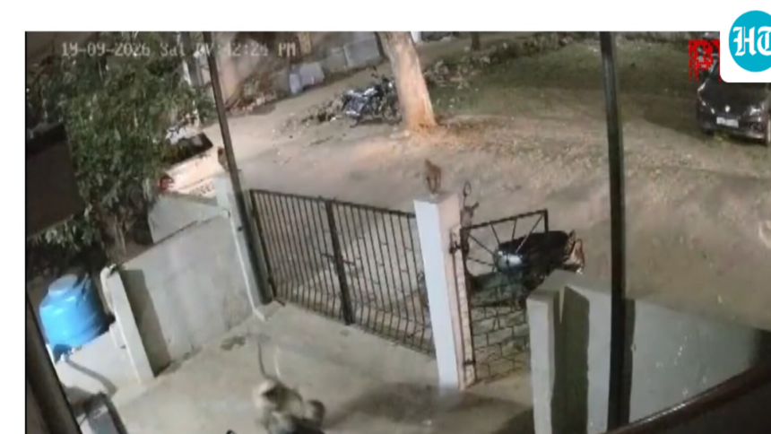 91-year-old-woman-dies-after-monkey-attack-outside-home-in-karnataka’s-koppal