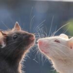 scientifically-speaking:-the-mouse-with-human-brain-tissue