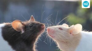 scientifically-speaking:-the-mouse-with-human-brain-tissue