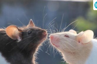 scientifically-speaking:-the-mouse-with-human-brain-tissue