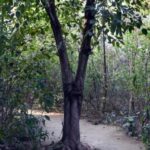 ndmc-develops-1-acre-‘bharat-van’-using-miyawaki-method-in-delhi’s-lodhi-colony